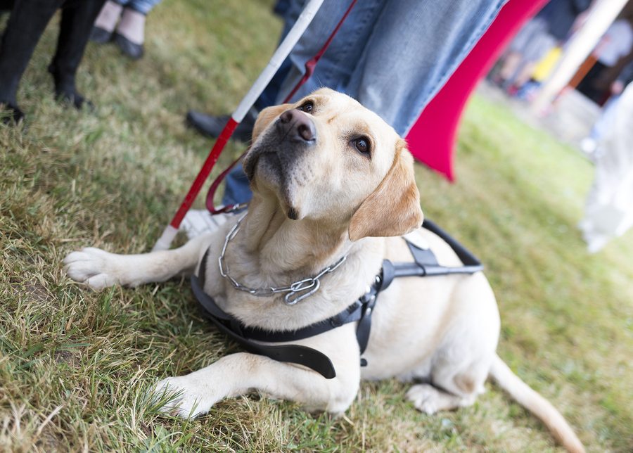 Home Care in Montgomery OH: Go Fetch! Food Drive for Homeless Animals Month